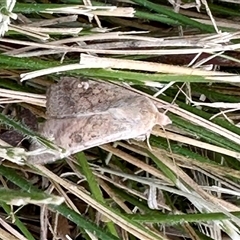 Heliothis punctifera at Aranda, ACT - 4 Nov 2024 by KMcCue