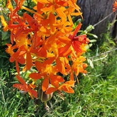 Epidendrum Species (Crucifix Orchid) at Tucabia, NSW - 21 Sep 2024 by Topwood