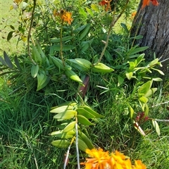 Epidendrum Species at Tucabia, NSW - 21 Sep 2024