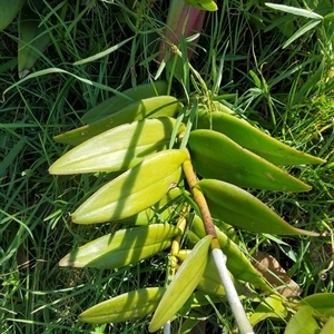 Epidendrum Species at Tucabia, NSW - 21 Sep 2024