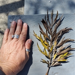 Unidentified Plant at Ghan, NT - 21 Sep 2024 by Topwood