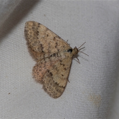 Scopula rubraria (Reddish Wave, Plantain Moth) at Higgins, ACT - 4 Nov 2024 by AlisonMilton