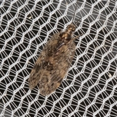 Hemerobiidae sp. (family) (Unidentified brown lacewing) at Higgins, ACT - 3 Nov 2024 by AlisonMilton