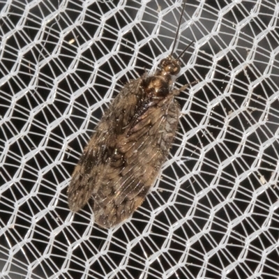 Hemerobiidae sp. (family) (Unidentified brown lacewing) at Higgins, ACT - 3 Nov 2024 by AlisonMilton