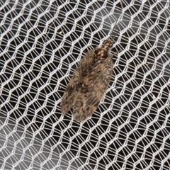 Hemerobiidae sp. (family) at Higgins, ACT - 4 Nov 2024