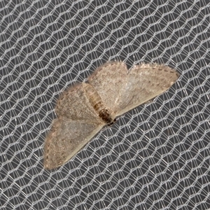 Idaea costaria at Higgins, ACT - 4 Nov 2024