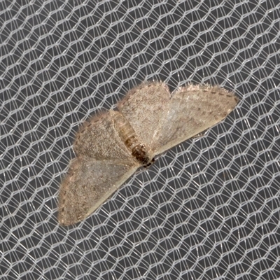 Idaea costaria (White-edged Wave) at Higgins, ACT - 4 Nov 2024 by AlisonMilton