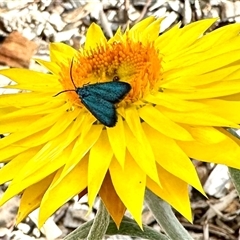 Pollanisus (genus) (A Forester Moth) at Aranda, ACT - 5 Nov 2024 by KMcCue