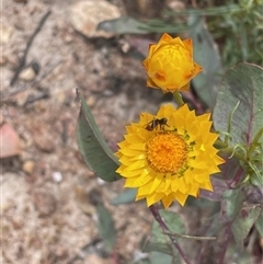 Xerochrysum viscosum (Sticky Everlasting) at Pialligo, ACT - 5 Nov 2024 by LMS