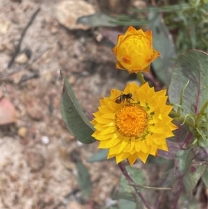 Xerochrysum viscosum at Pialligo, ACT - 5 Nov 2024