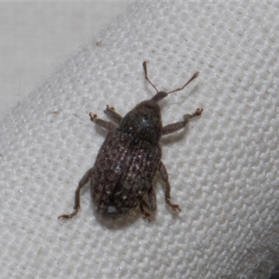 Melanterius sp. (genus) (Unidentified Melanterius weevil) at Higgins, ACT - 5 Nov 2024 by AlisonMilton