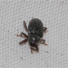 Melanterius sp. (genus) at Higgins, ACT - 5 Nov 2024