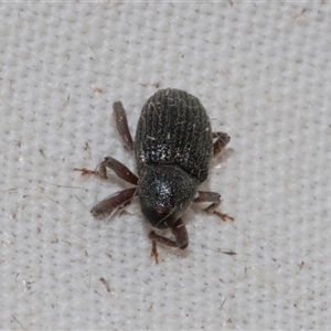 Melanterius sp. (genus) at Higgins, ACT - 5 Nov 2024