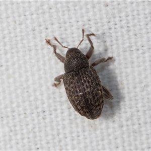 Melanterius sp. (genus) at Higgins, ACT - 5 Nov 2024