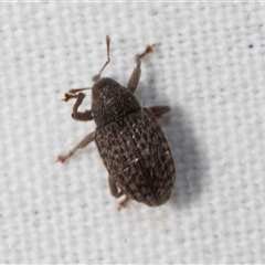 Melanterius sp. (genus) at Higgins, ACT - 5 Nov 2024