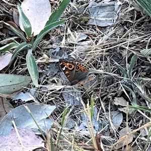 Junonia villida at Aranda, ACT - 5 Nov 2024