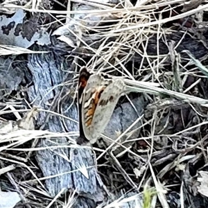 Junonia villida at Aranda, ACT - 5 Nov 2024 05:45 PM