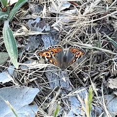 Junonia villida at Aranda, ACT - 5 Nov 2024