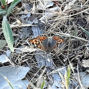 Junonia villida at Aranda, ACT - 5 Nov 2024