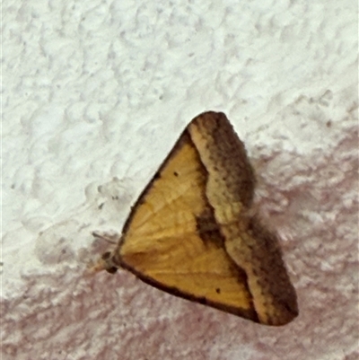 Anachloris subochraria (Golden Grass Carpet (Ennominae)) at Watson, ACT - 4 Nov 2024 by AniseStar
