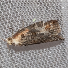 Cryptoptila (genus) (A Totricid moth (Tortricini)) at Higgins, ACT - 4 Nov 2024 by AlisonMilton