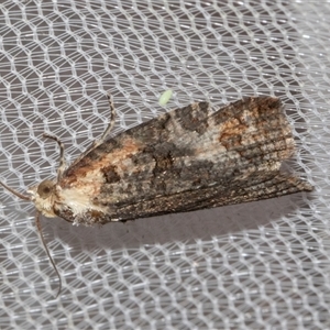 Cryptoptila (genus) at Higgins, ACT - 4 Nov 2024