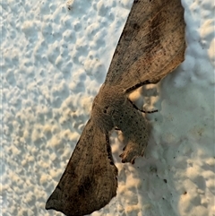 Circopetes obtusata (Grey Twisted Moth) at Watson, ACT - 4 Nov 2024 by AniseStar