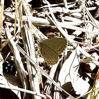 Zizina otis (Common Grass-Blue) at Aranda, ACT - 4 Nov 2024 by KMcCue