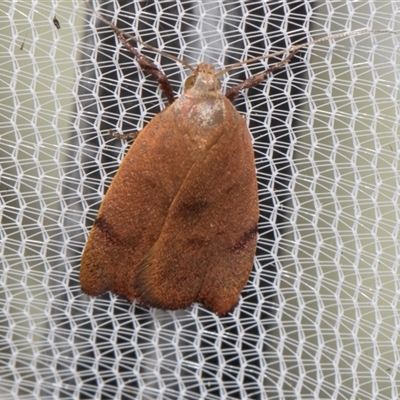 Tortricopsis uncinella (A concealer moth) at Higgins, ACT - 4 Nov 2024 by AlisonMilton