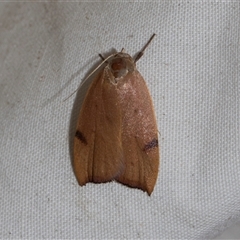 Tortricopsis uncinella at Higgins, ACT - 4 Nov 2024