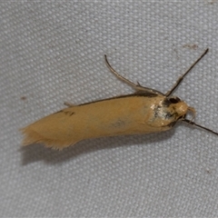 Philobota hypocausta (A Concealer moth) at Higgins, ACT - 3 Nov 2024 by AlisonMilton