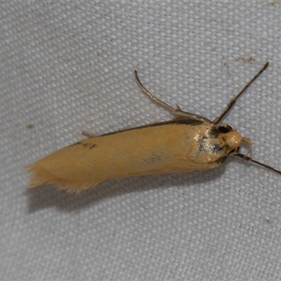 Philobota hypocausta (A Concealer moth) at Higgins, ACT - 3 Nov 2024 by AlisonMilton