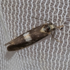 Anestia semiochrea (Marbled Footman) at Higgins, ACT - 3 Nov 2024 by AlisonMilton