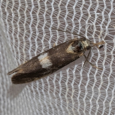 Anestia semiochrea (Marbled Footman) at Higgins, ACT - 4 Nov 2024 by AlisonMilton