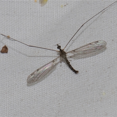 Limoniidae (family) (Unknown Limoniid Crane Fly) at Higgins, ACT - 4 Nov 2024 by AlisonMilton