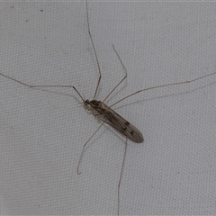 Limoniidae (family) (Unknown Limoniid Crane Fly) at Higgins, ACT - 4 Nov 2024 by AlisonMilton