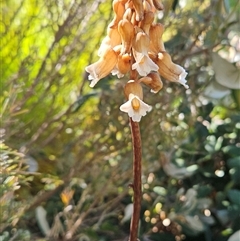 Gastrodia sesamoides (Cinnamon Bells) at Conder, ACT - 5 Nov 2024 by Halina