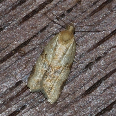 Epiphyas postvittana (Light Brown Apple Moth) at Higgins, ACT - 4 Nov 2024 by AlisonMilton