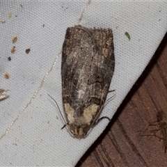 Cryptoptila australana (Elderberry Leaf Roller Moth) at Higgins, ACT - 3 Nov 2024 by AlisonMilton