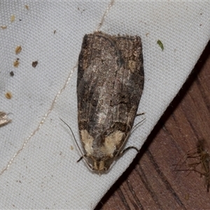 Cryptoptila australana at Higgins, ACT - 4 Nov 2024