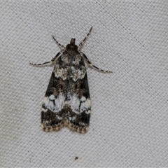 Eudonia protorthra (A Scopariine moth) at Higgins, ACT - 4 Nov 2024 by AlisonMilton