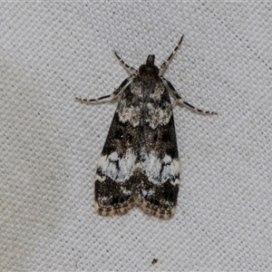 Eudonia protorthra at Higgins, ACT - 4 Nov 2024