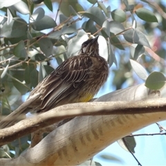 Anthochaera carunculata (Red Wattlebird) at Fyshwick, ACT - 5 Nov 2024 by MatthewFrawley