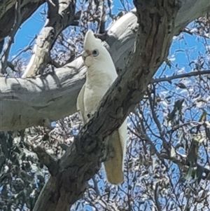 Cacatua sanguinea at Gunning, NSW - 5 Nov 2024 02:35 PM