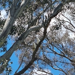 Cacatua sanguinea at Gunning, NSW - 5 Nov 2024 02:35 PM