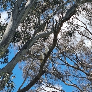 Cacatua sanguinea at Gunning, NSW - 5 Nov 2024