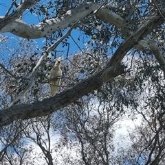 Cacatua sanguinea at Gunning, NSW - 5 Nov 2024 02:35 PM