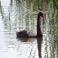 Cygnus atratus (Black Swan) at Fyshwick, ACT - 5 Nov 2024 by MatthewFrawley