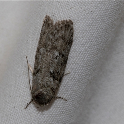 Philobota philostaura (A Concealer moth (Philobota group)) at Higgins, ACT - 4 Nov 2024 by AlisonMilton