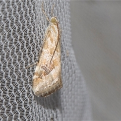 Hellula hydralis (Cabbage Centre Moth) at Higgins, ACT - 3 Nov 2024 by AlisonMilton